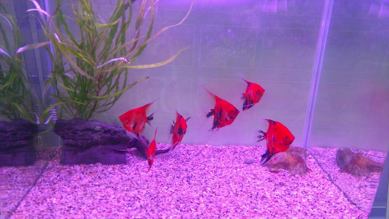 觀賞魚南向 東南亞最愛大紅色