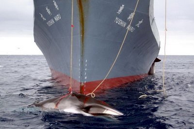 日年度捕鯨行動 於太平洋殺177頭鯨魚