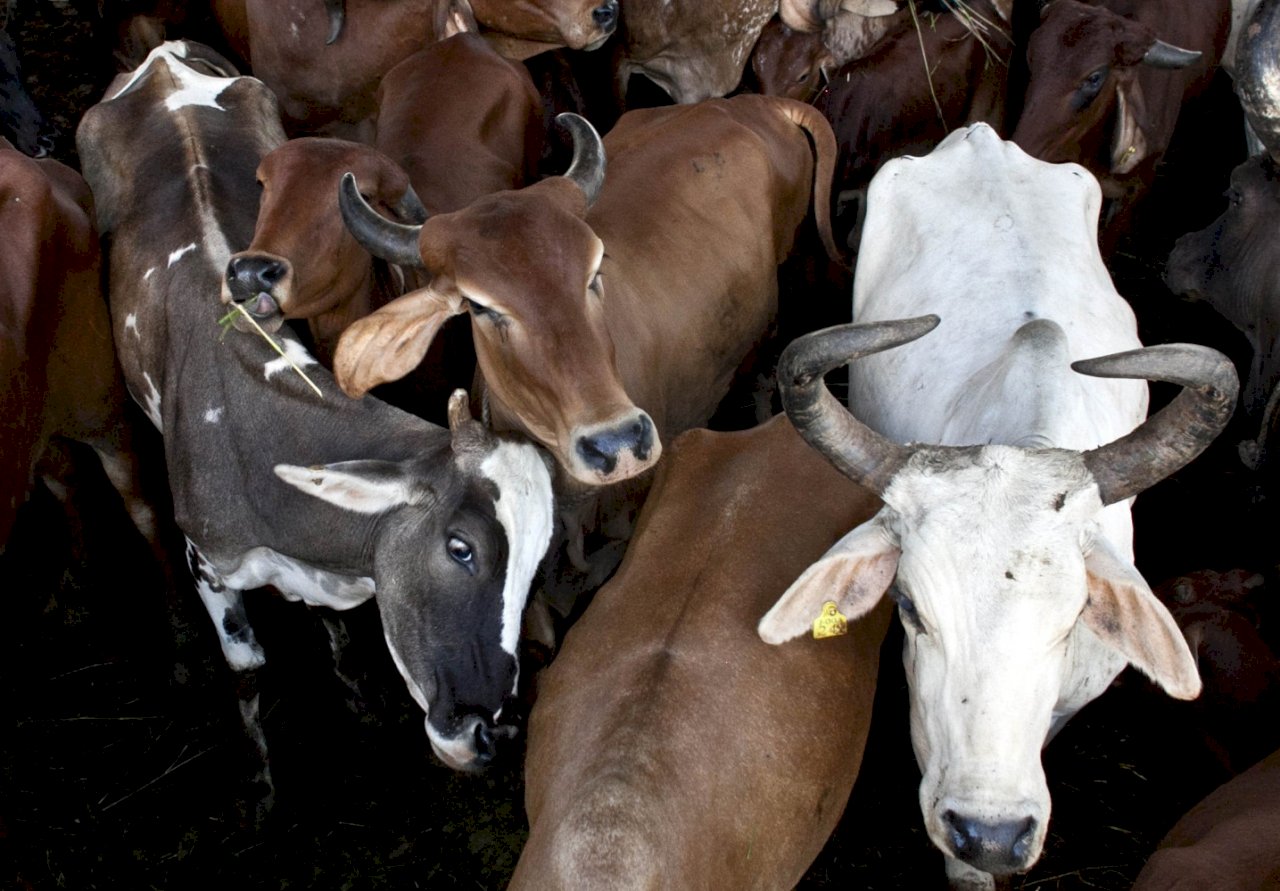 牲畜甲烷排放低估 遏全球暖化額外挑戰