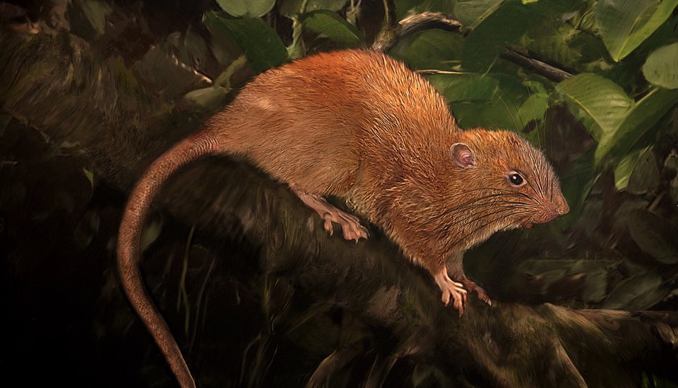 索羅門群島發現巨鼠 利齒可咬穿椰子殼