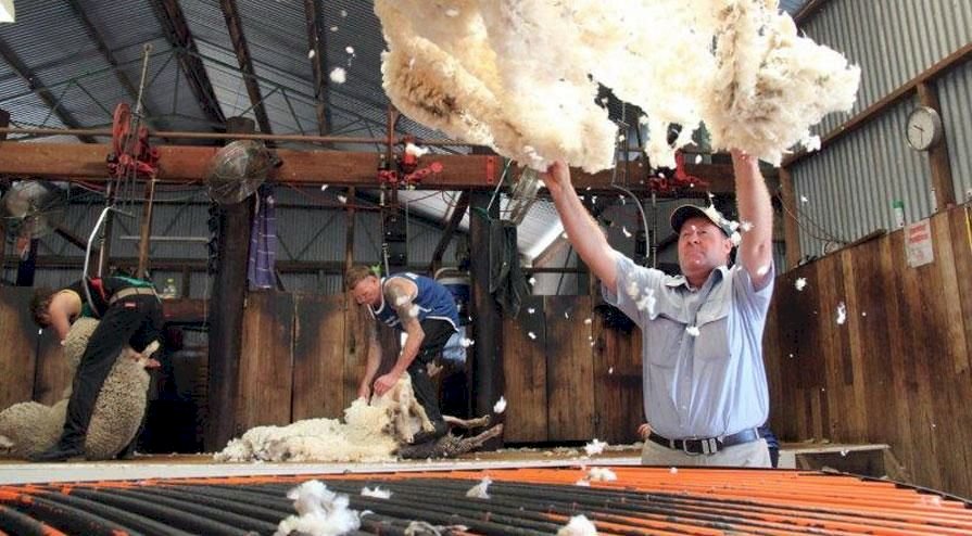 高檔羊毛被掉包影響商譽 澳洲調查中