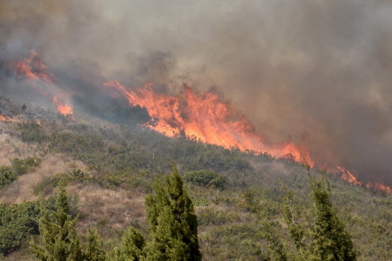 大火重創森林 去年消失面積等同紐西蘭