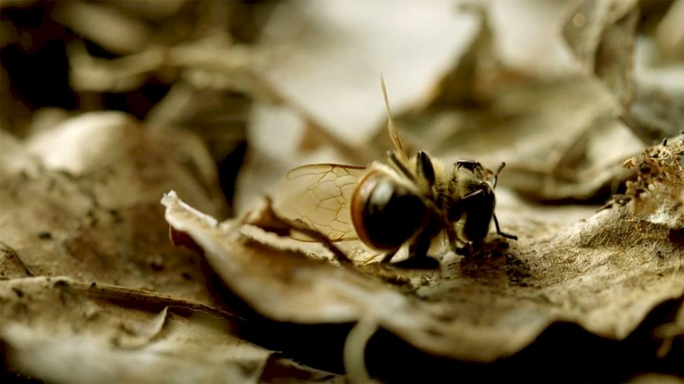 3種危害蜜蜂殺蟲劑 遭歐盟法院維持禁止