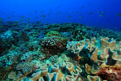 珊瑚危機 研究：適應力趕不上暖化速度