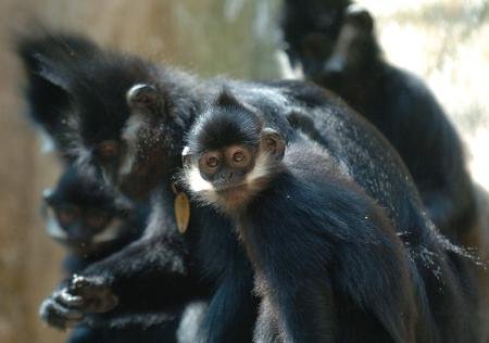 全球首例 中國野放5隻人工繁育黑葉猴