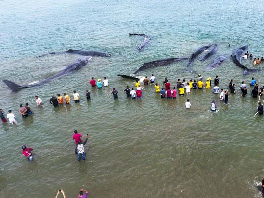 抹香鯨擱淺印尼亞齊省 4死