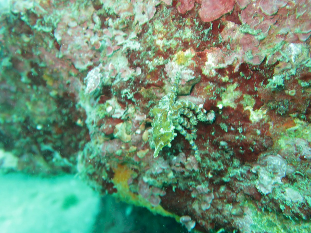 專家：台海域2新種藍環章魚 已送澳洲研究