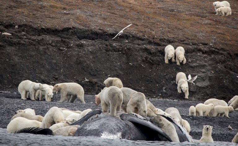 生存環境改變 北極熊群聚俄島嶼