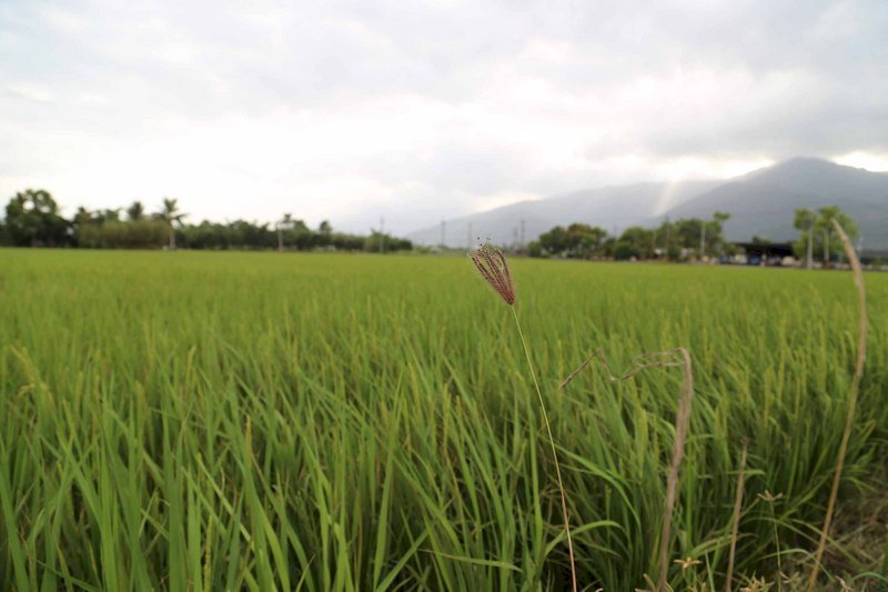 抗氣候變遷 台灣研究育成水稻品種有望
