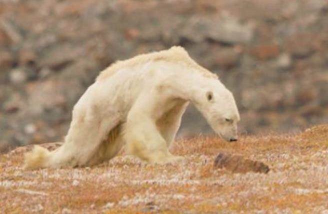 暖化惹禍 北極熊抓不到海豹挨餓虛耗