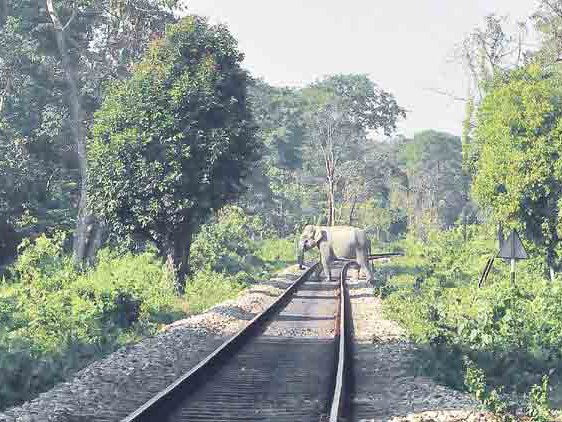 印度阿薩姆省火車撞死5頭大象