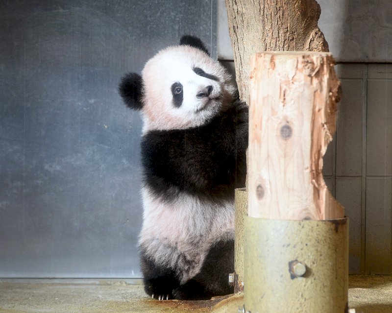上野動物園小貓熊香香 媒體前首度亮相