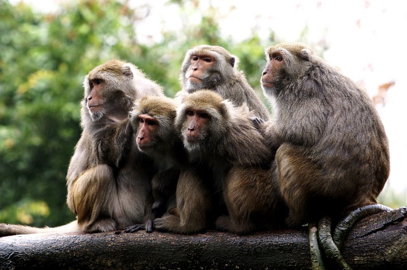 族群趨勢上升 台灣獼猴降為一般類野生動物