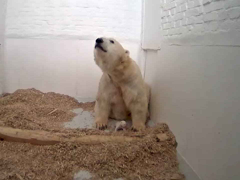 名字來不及取 北極熊寶寶出生26天死亡