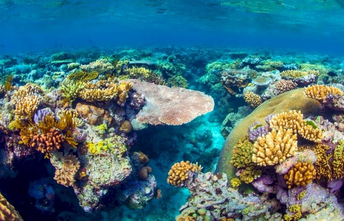 大堡礁白化救星 超薄遮陽膜比人髮還薄