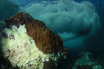 不敵暖化 珊瑚礁白化速度30年升達5倍