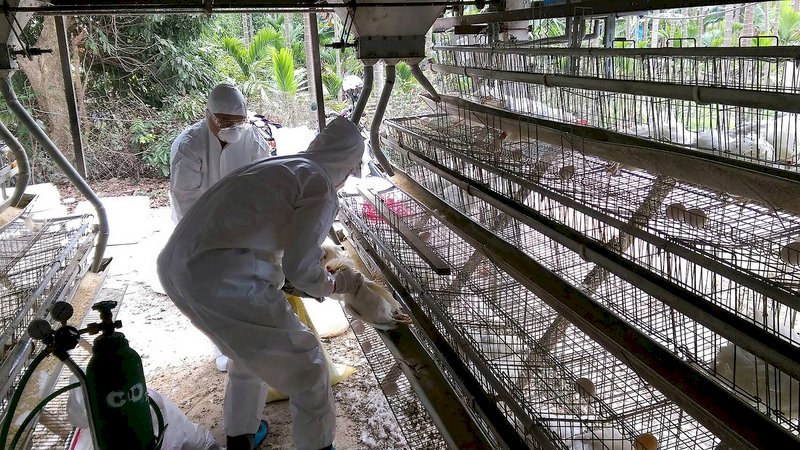 屏東鴨場再傳禽流感  年確診達56例