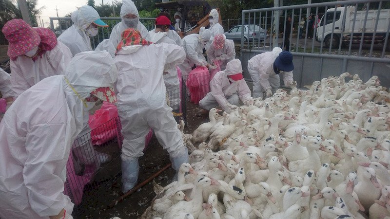 彰化縣禽流感疫情 撲殺1萬多隻土雞