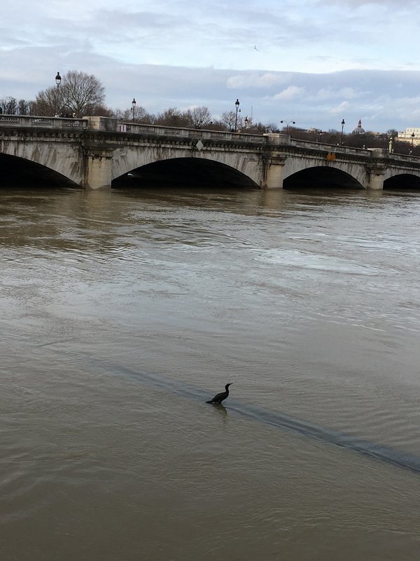 塞納河水位高漲 巴黎高度警戒