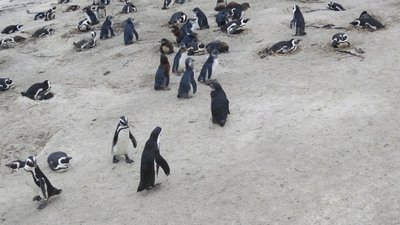 想在極地和企鵝生活嗎 會法語就有機會