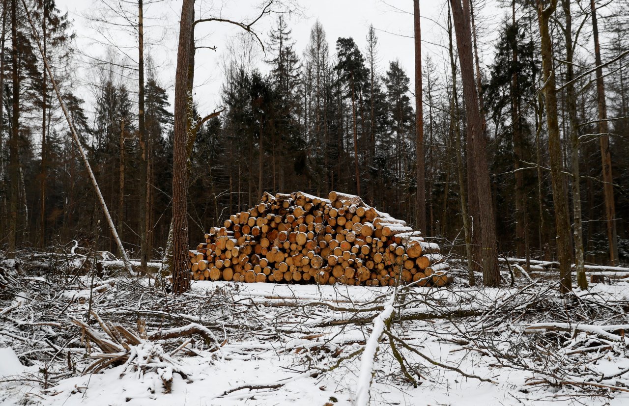 砍原始林爭議 波蘭同意遵守歐洲法院最終裁定