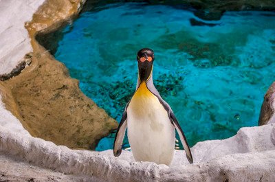 氣候暖化 70%國王企鵝世紀末前恐消