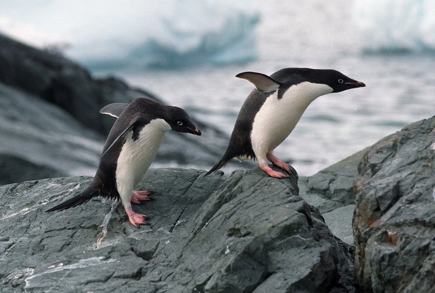 出人意料 南極危險群島發現150萬隻企鵝