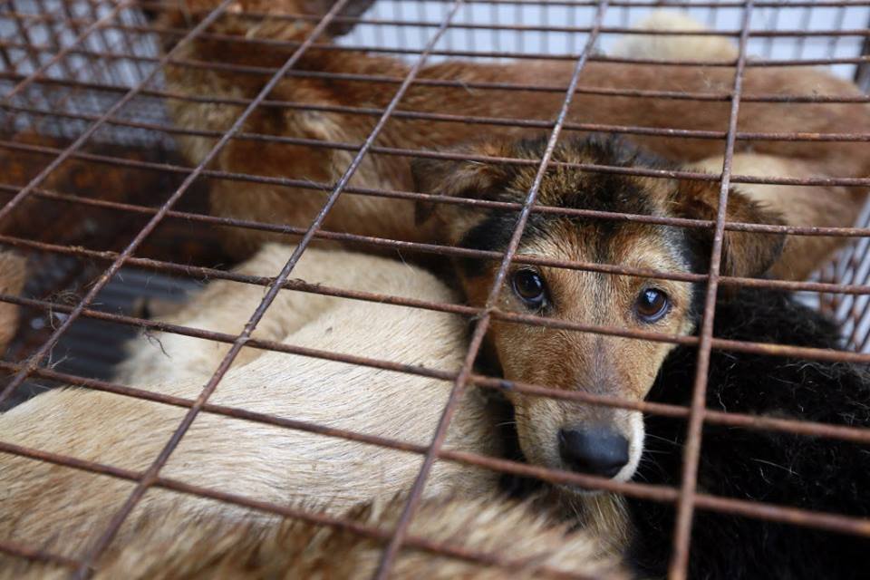 動保團體：印尼每年有百萬隻狗被吃掉