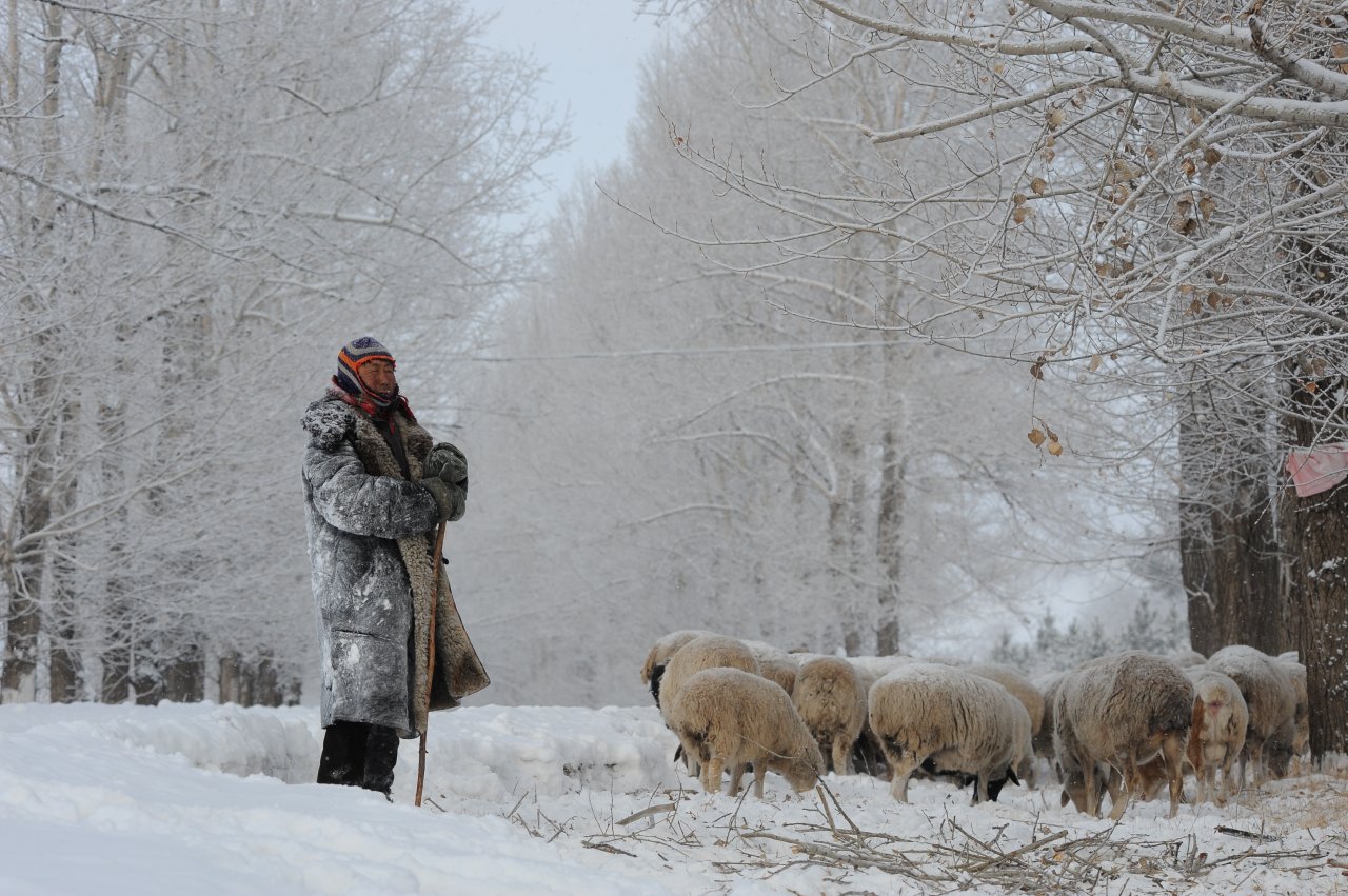 蒙古國寒災 70多萬牲口死亡