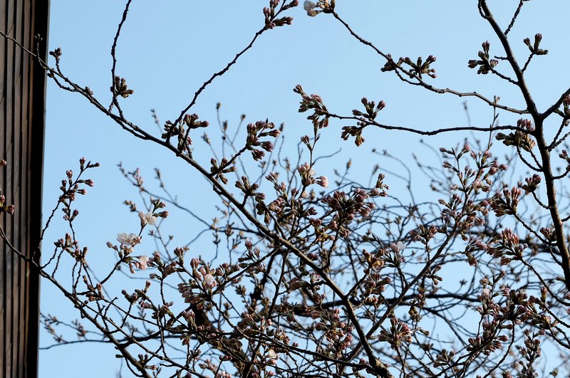 東京櫻花正式開花 比往年提早9天