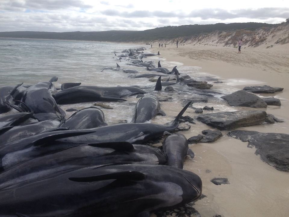 澳洲傳百餘短肢領航鯨擱淺死亡