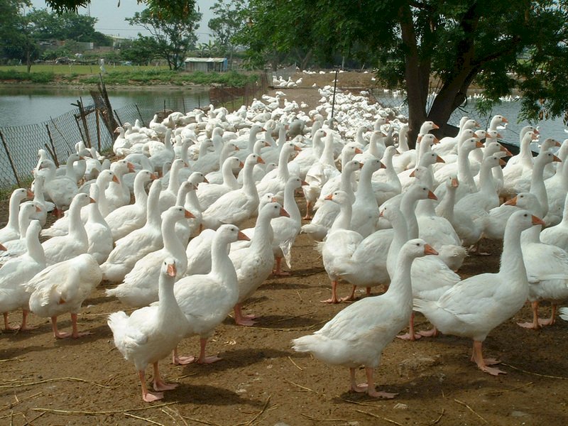 OIE：青海出現H5N1禽流感疫情