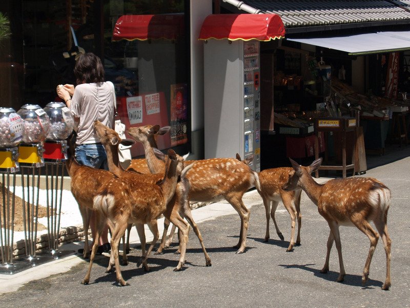 日本奈良觀光客銳減 鹿群饑餓勿拿餅逗弄