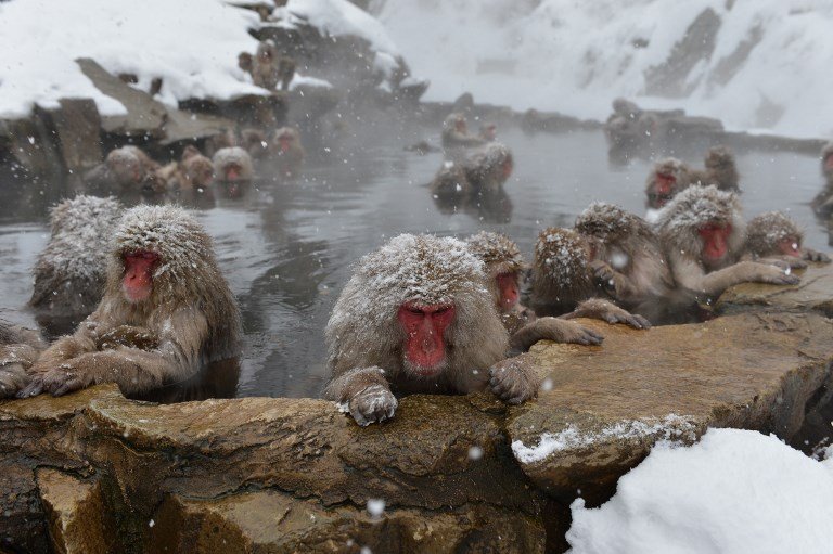 日本獼猴冬天愛泡湯 保暖兼舒壓