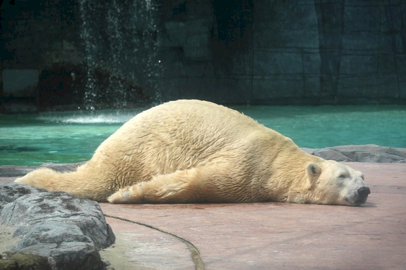 第一頭熱帶出生北極熊 年邁或遭安樂死