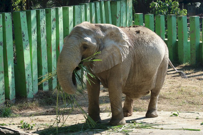 環保團體：網路象皮貿易助長緬甸象遭屠殺
