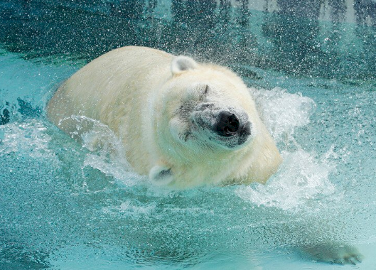 年邁體衰 首頭熱帶出生北極熊遭安樂死