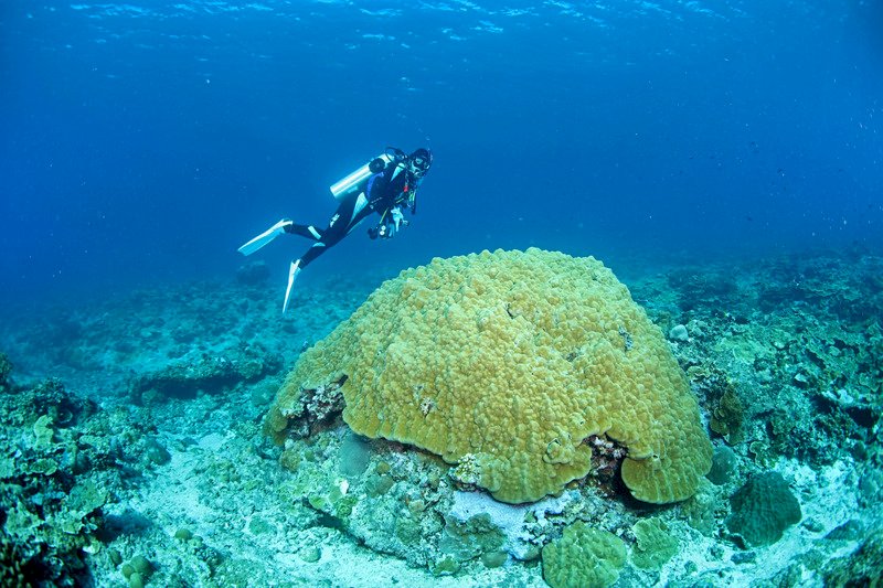 大堡礁岌岌可危 澳洲投注5億澳幣拚保育