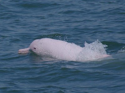 台灣白海豚 NOAA認列瀕危物種