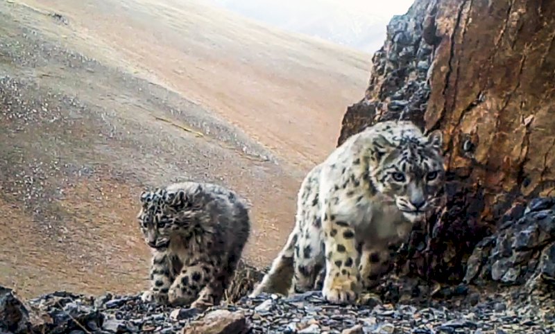 世界最高監測網 中國錄2千段西藏雪豹影像