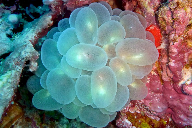 日本最大珊瑚礁 僅1%健康