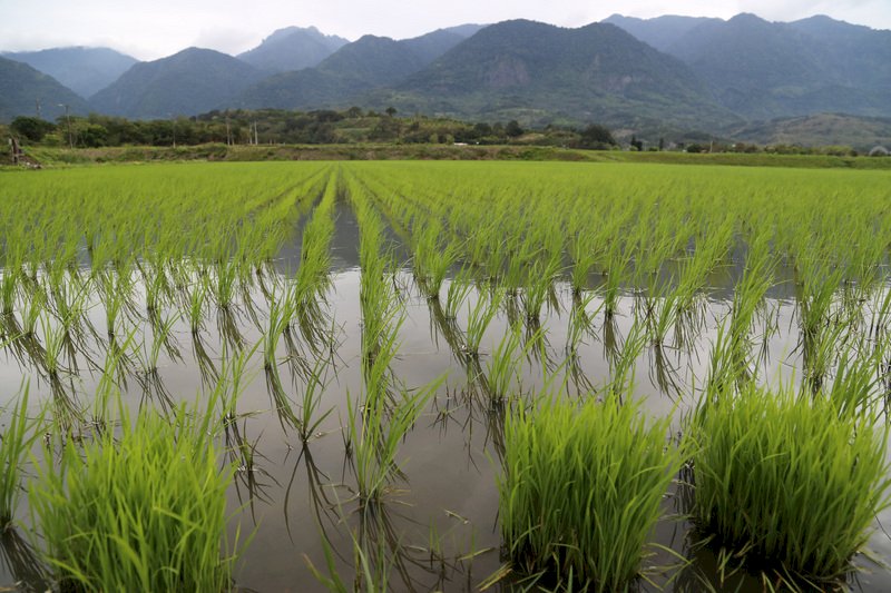 研究：CO2濃度增 讓稻米營養成分降低