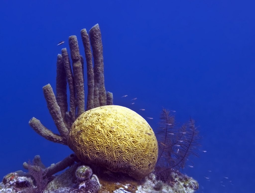 貝里斯堡礁保育系統 有望自瀕危世遺除名