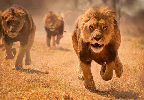獅虎美洲豹逃出德國動物園 引發驚慌