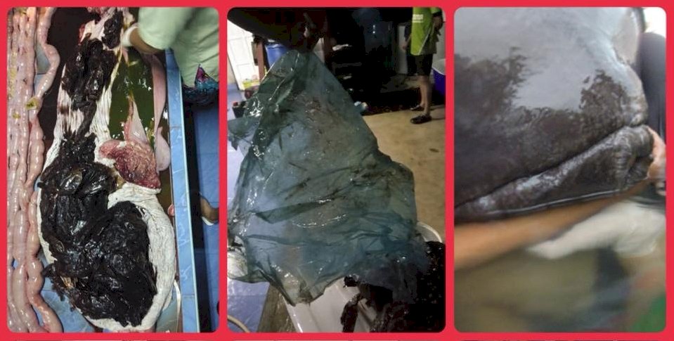 80個塑膠袋害命 領航鯨命喪泰國