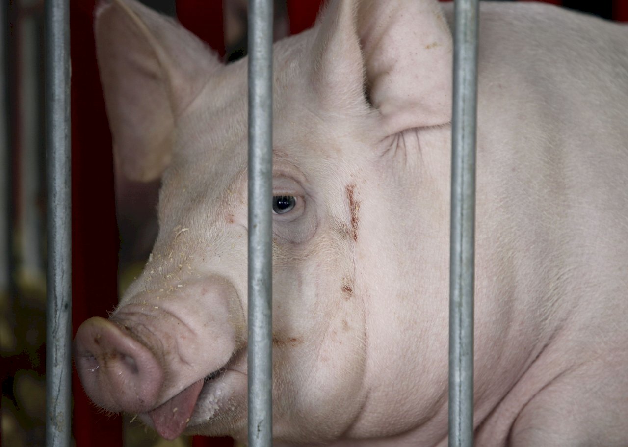 貿易戰延燒 中撤銷美國豬肉進口訂單