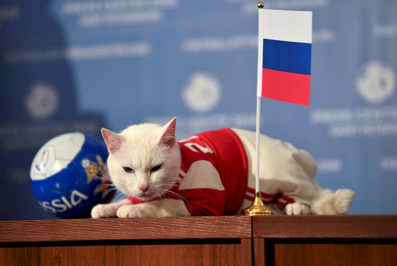 世界盃/瘋世界盃 俄羅斯推「神貓」接班章魚哥