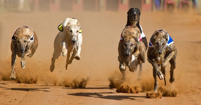 澳門不再賽狗 賽犬何去何從受關注