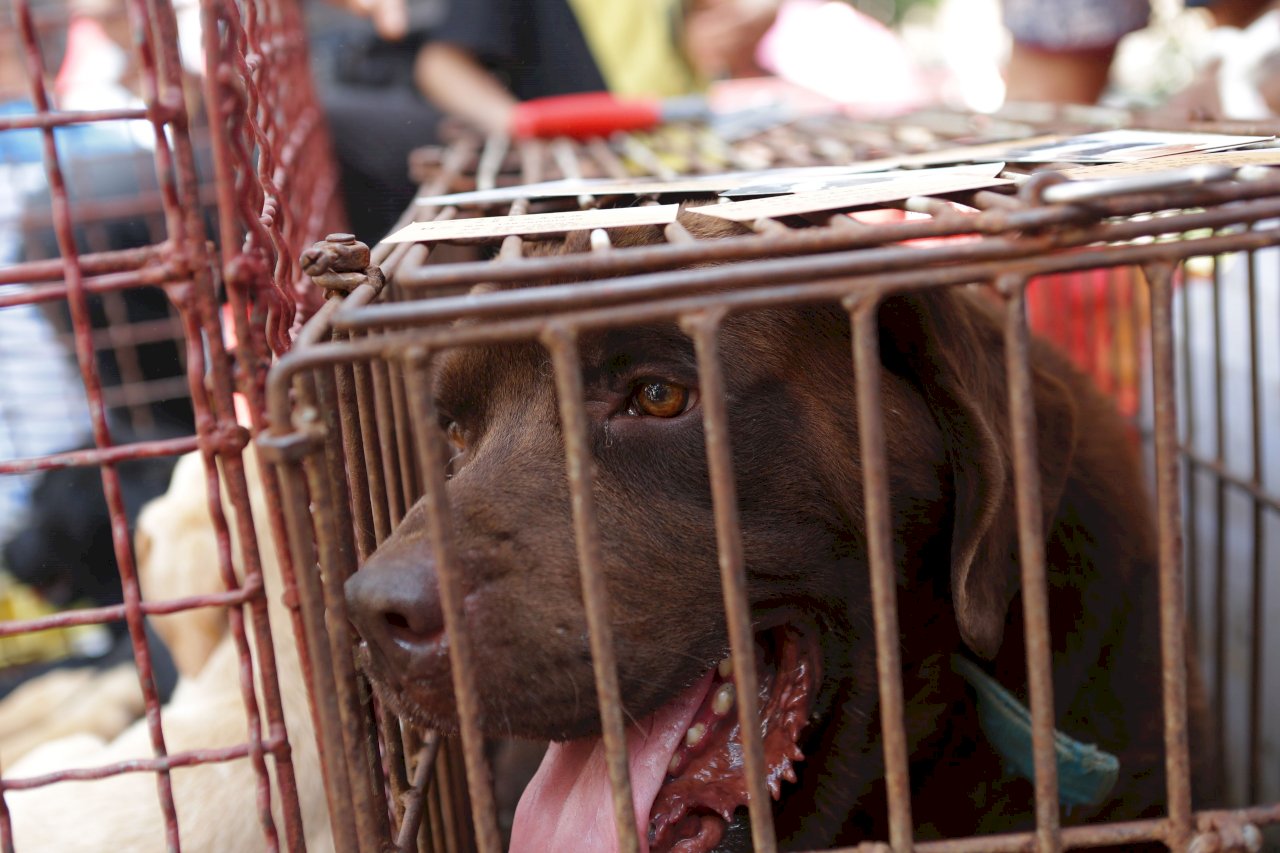 掃除污名 柬埔寨暹粒省禁買賣狗肉