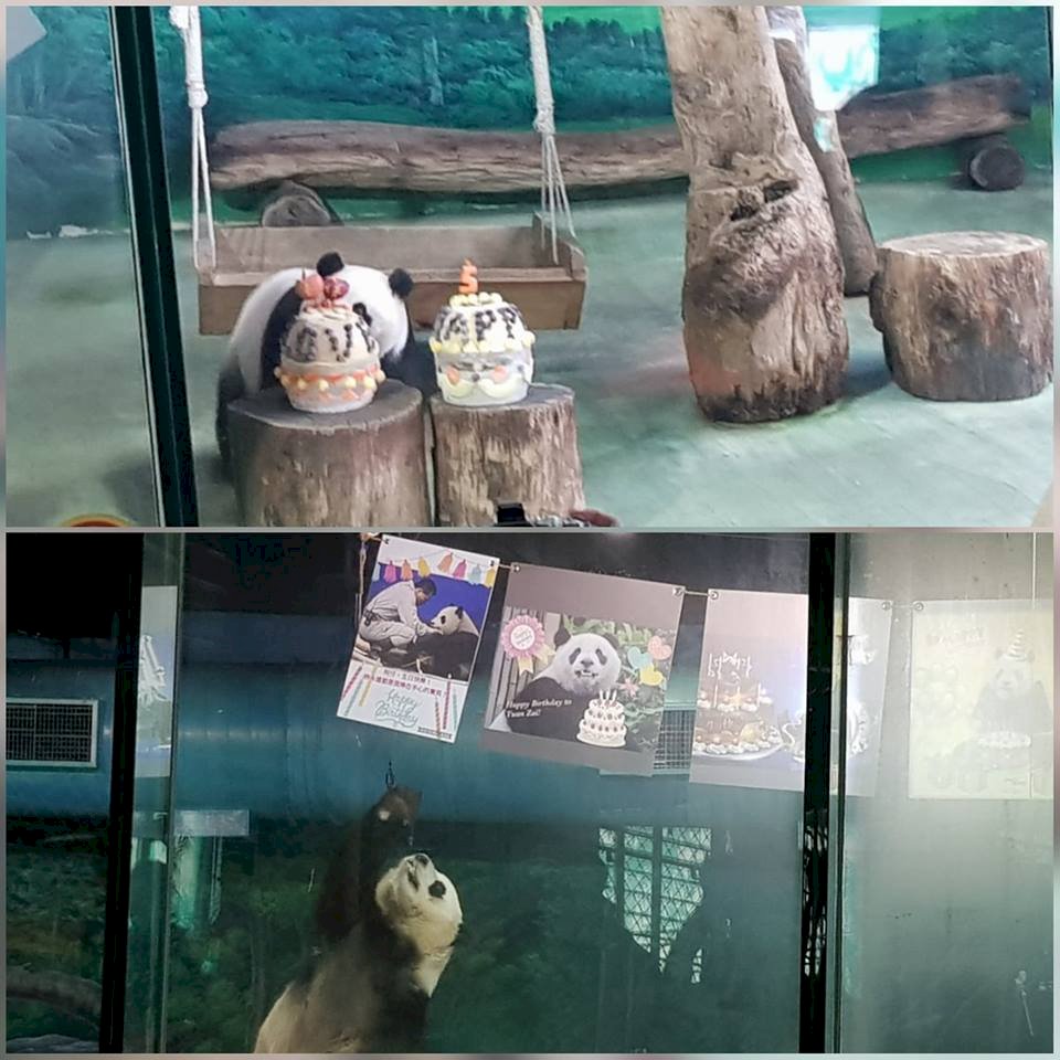 大貓熊「圓仔」5歲生日趴 動物園盼早日配對